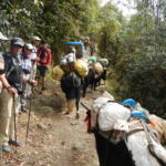 In addition to porters, yaks and mules sometimes carry cargo.