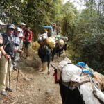 In addition to porters, yaks and mules sometimes carry cargo.