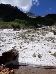 Lots of evidence of the heavy snow and frequent avalanches in SW Colorado this year.